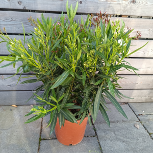 Nerium oleander (Oleander obyčajný) ´TRICOLOR´ - kont. C10L, výška: 50-70 cm (-10/-12°C)